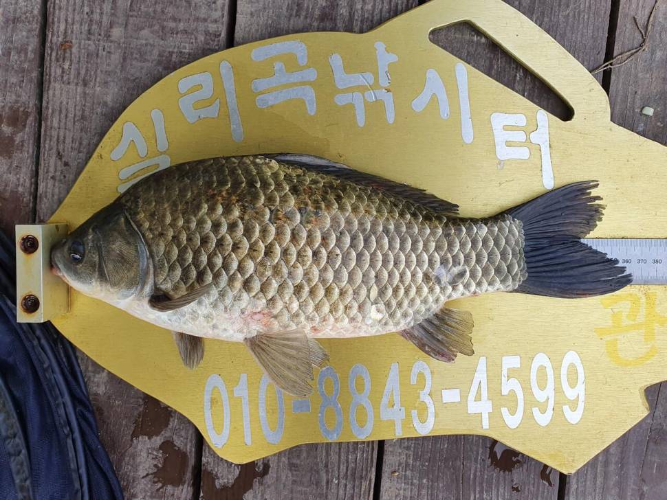 실리곡낚시터 4짜허리급 조황입니다 (조황조행기 - 충주호조황속보)