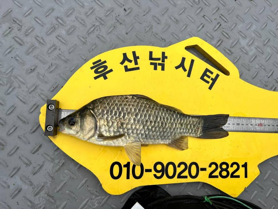 후산낚시터 조황 안내 입니다 (조황조행기 - 충주호조황속보)