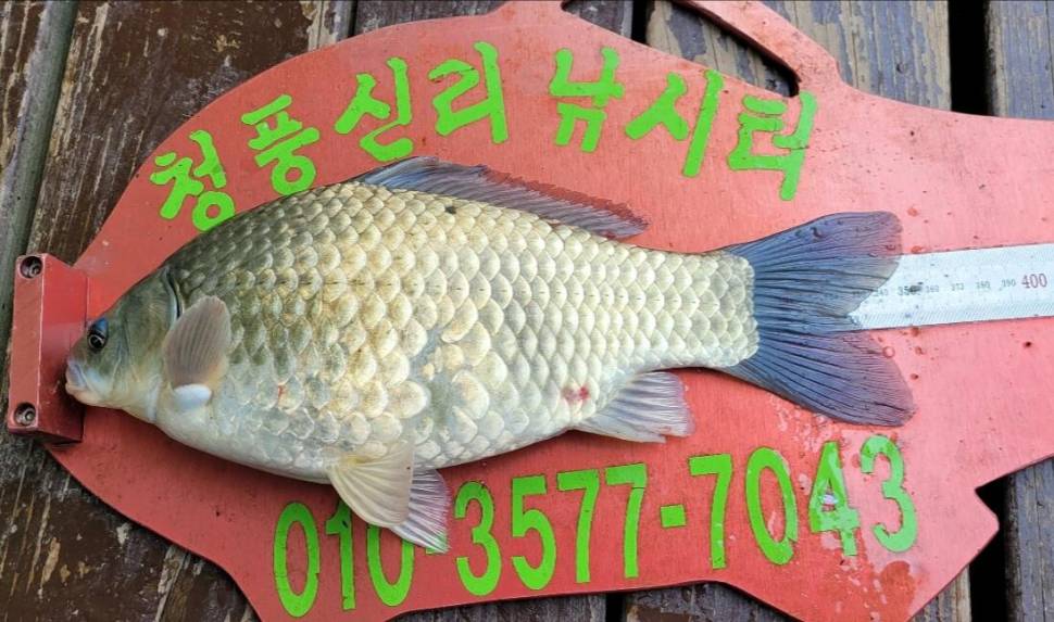 청풍신리낚시터 허리급 조황입니다 (조황조행기 - 충주호조황속보)