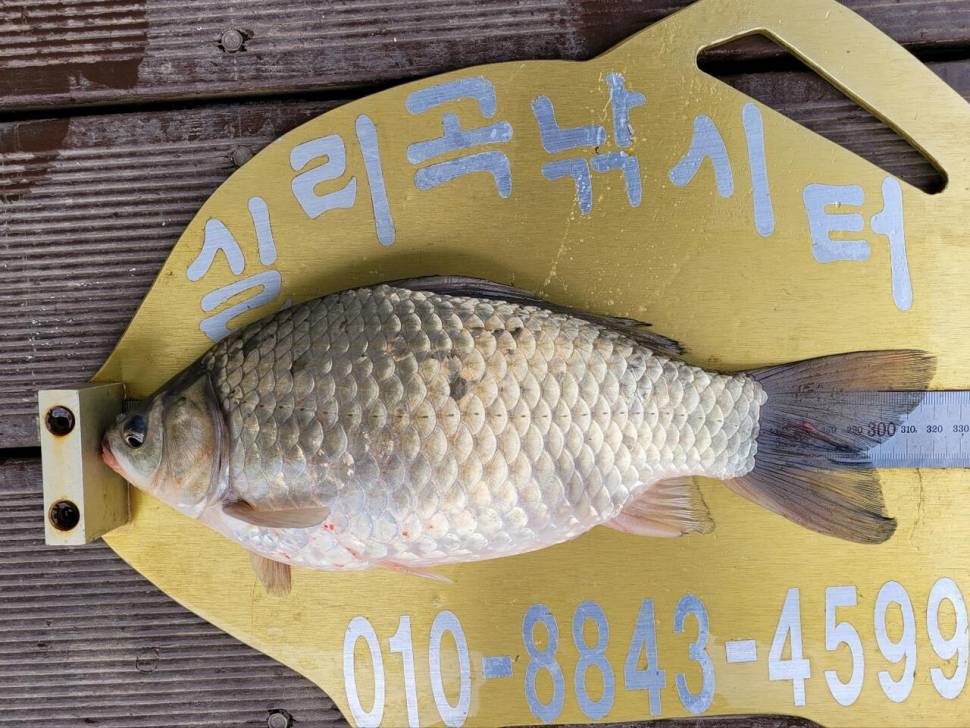 실리곡낚시터 조황입니다 (조황조행기 - 충주호조황속보)