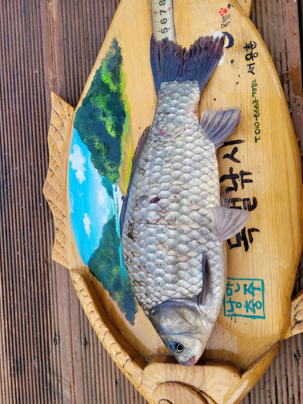 연일사짜행진 및 월척소식 (조황조행기 - 충주호조황속보)