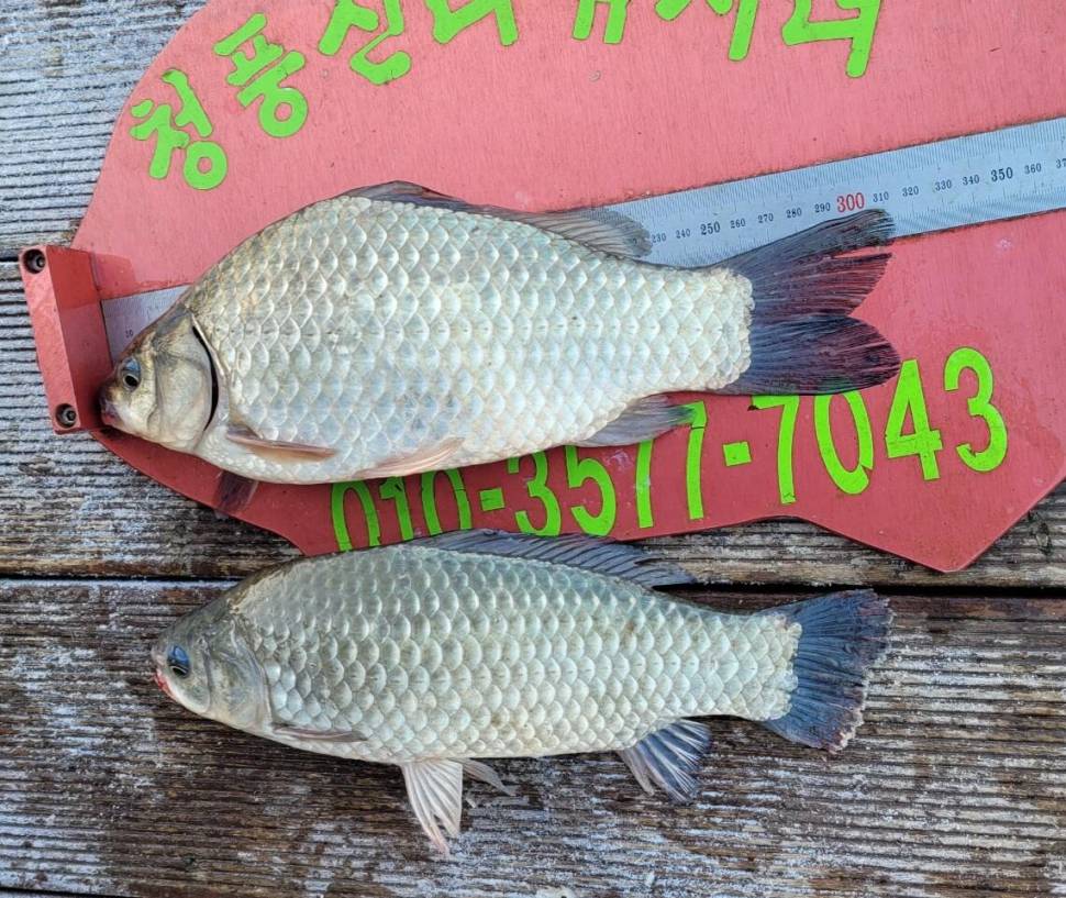 청풍신리낚시터 조황정보입니다 (조황조행기 - 충주호조황속보)