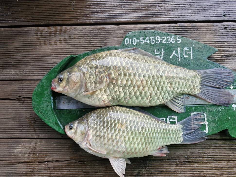 용곡 김기호 낚시터 조황정보 입니다 (조황조행기 - 충주호조황속보)