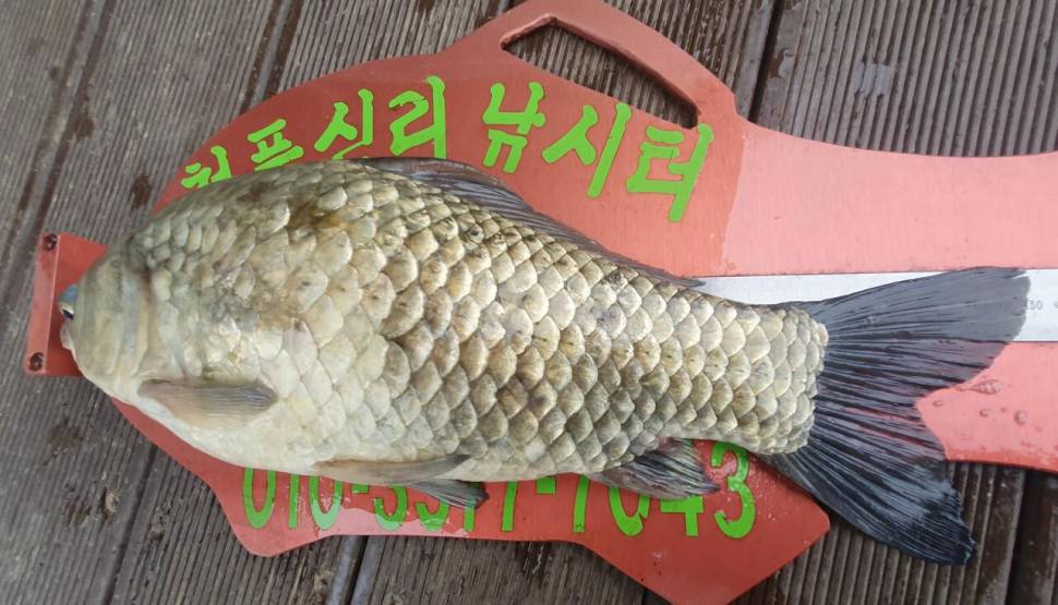 청풍신리낚시터 45cm허리급4수 조황입니다 (조황조행기 - 충주호조황속보)