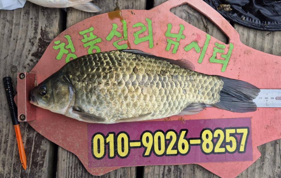 청풍신리낚시터 주말조황입니다 (조황조행기 - 충주호조황속보)