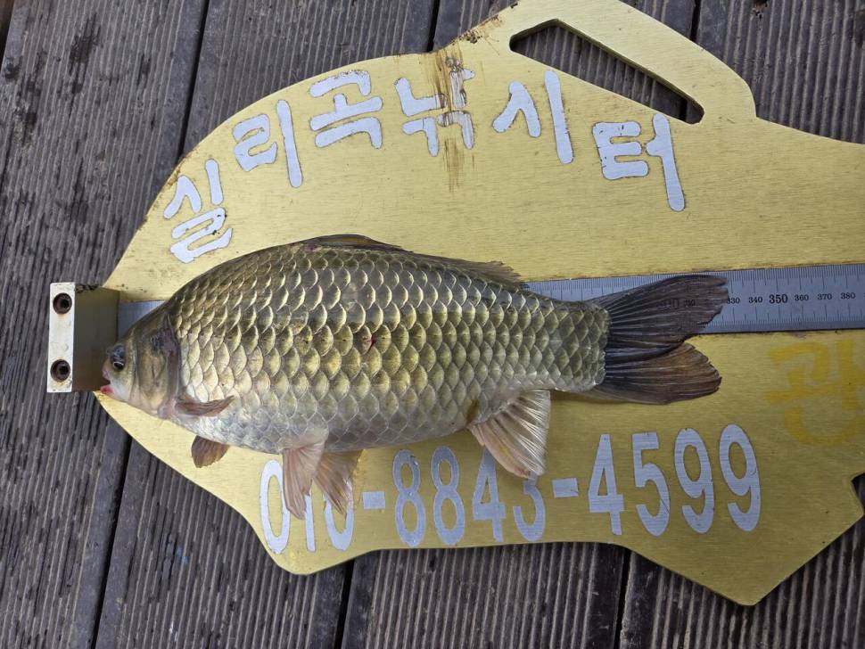 청풍 실리곡낚시터 조황입니다 (조황조행기 - 충주호조황속보)