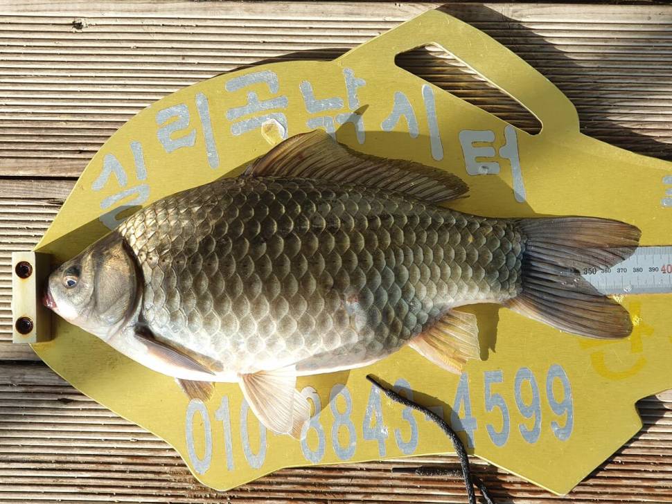 실리곡낚시터 4짜허리급 조황입니다 (조황조행기 - 충주호조황속보)