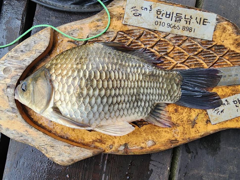 청풍 한버들 허릿급 조황입니다주말 (조황조행기 - 충주호조황속보)