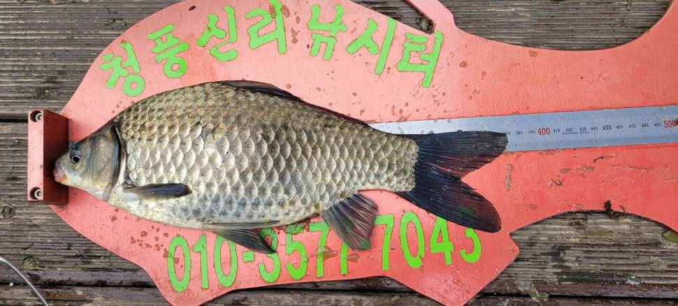 청풍신리낚시터 허리급 조황입니다 (조황조행기 - 충주호조황속보)