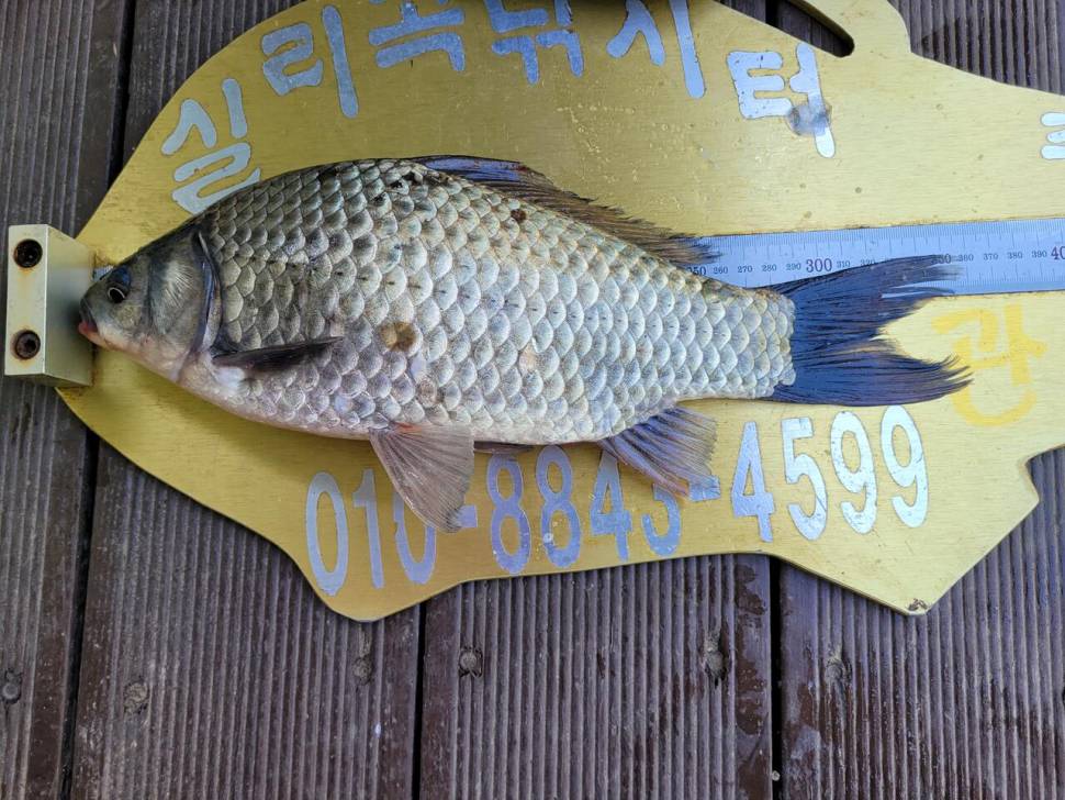 청풍 실리곡낚시터 4짜외 허리급 조황입니다 (조황조행기 - 충주호조황속보)