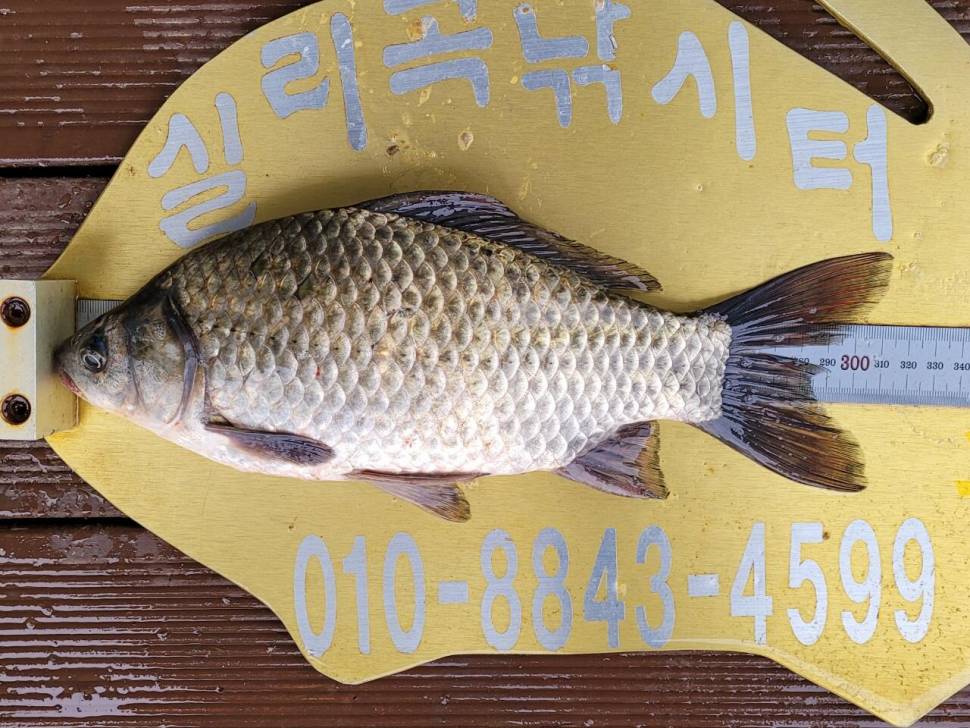 실리곡낚시터 허리급 조황입니다 (조황조행기 - 충주호조황속보)