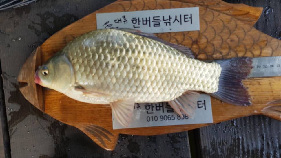 한버들 4짜 포함 허릿급 조황입니다 (조황조행기 - 충주호조황속보)