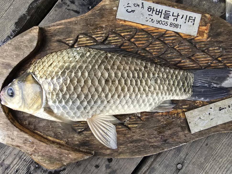 청풍 한버들 조황입니다 (조황조행기 - 충주호조황속보)