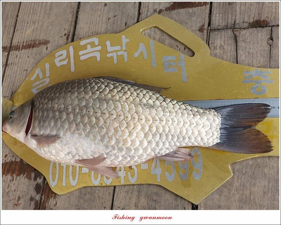 실리곡낚시터 44cm 대물 조황입니다 (조황조행기 - 충주호조황속보)