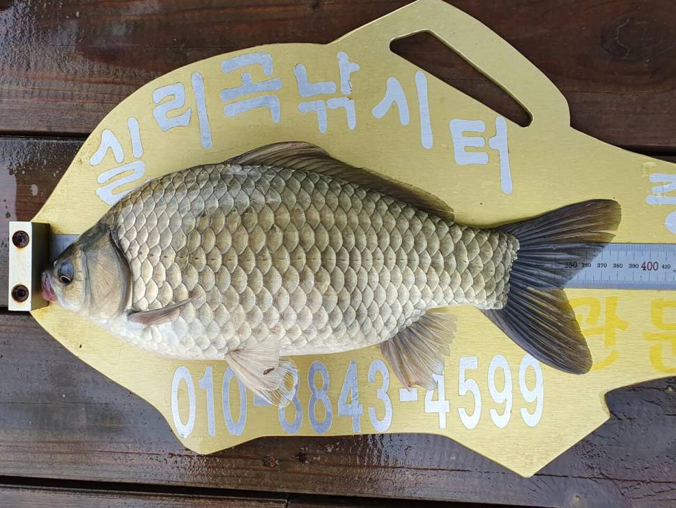 실리곡낚시터 허리급 5수 조황입니다 (조황조행기 - 충주호조황속보)