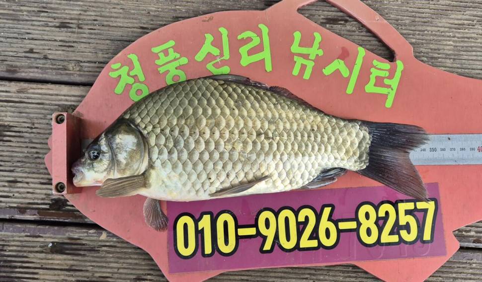 청풍신리낚시터 조황입니다 (조황조행기 - 충주호조황속보)