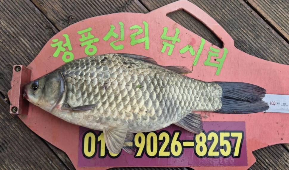 청풍신리낚시터 조황입니다 (조황조행기 - 충주호조황속보)