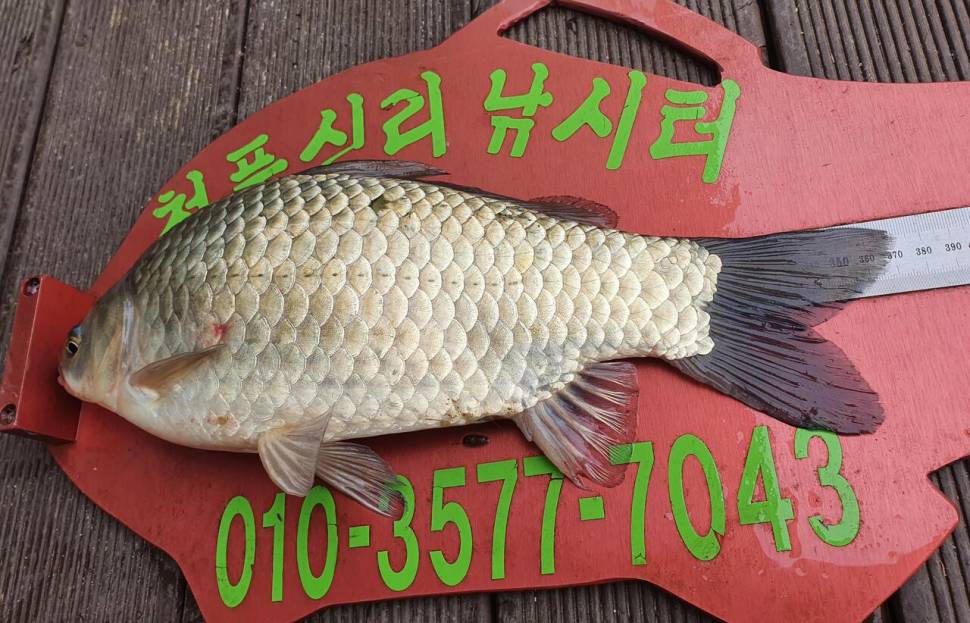 청풍신리낚시터 4짜허리급 6수 조황입니다 (조황조행기 - 충주호조황속보)