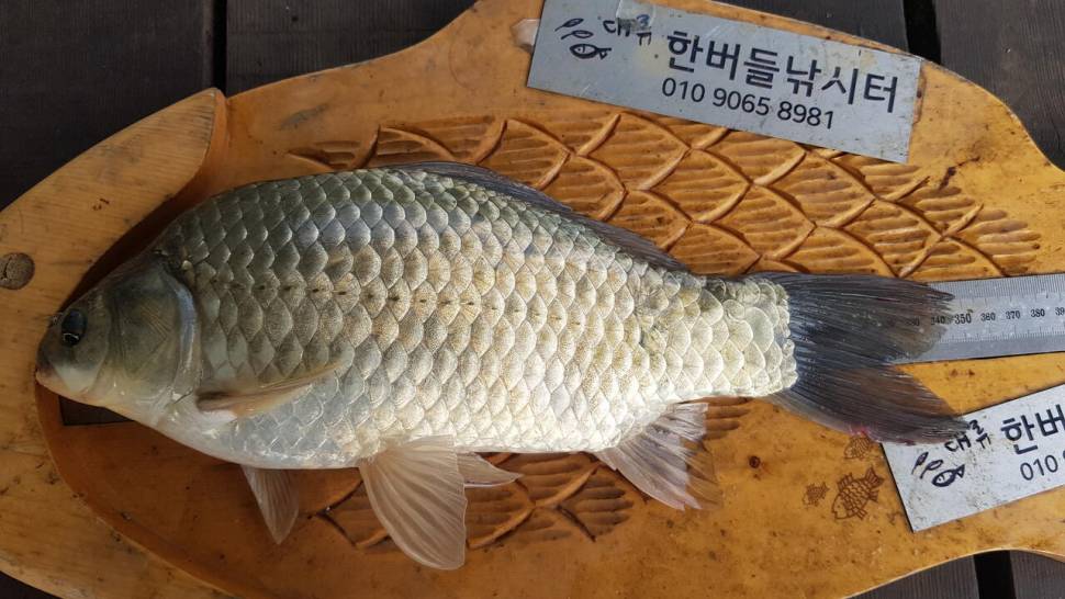 청풍 한버들 낚시터 4짜포함 허릿급 조황입니다 (조황조행기 - 충주호조황속보)