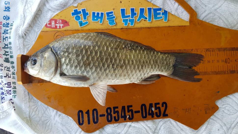 한버들 4짜 포함 허릿급 조황입니다 (조황조행기 - 충주호조황속보)