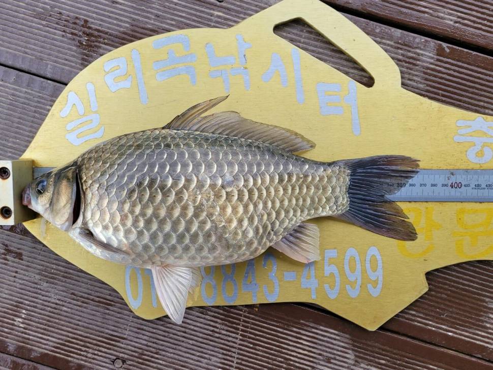 실리곡낚시터 42cm외 허리급 조황입니다 (조황조행기 - 충주호조황속보)