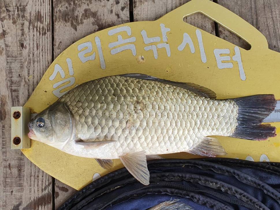 실리곡낚시터 허리급 조황입니다 (조황조행기 - 충주호조황속보)