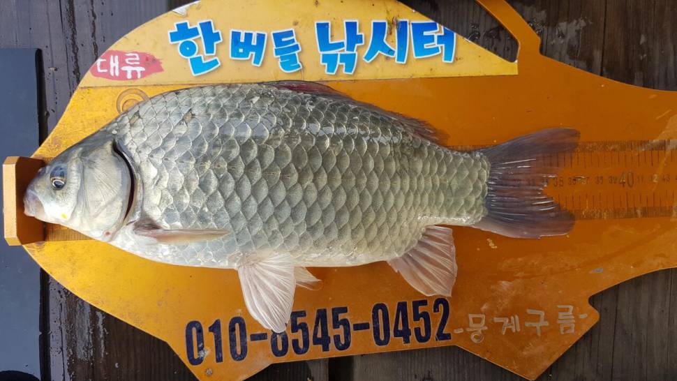 한버들 조황입니다 (조황조행기 - 충주호조황속보)