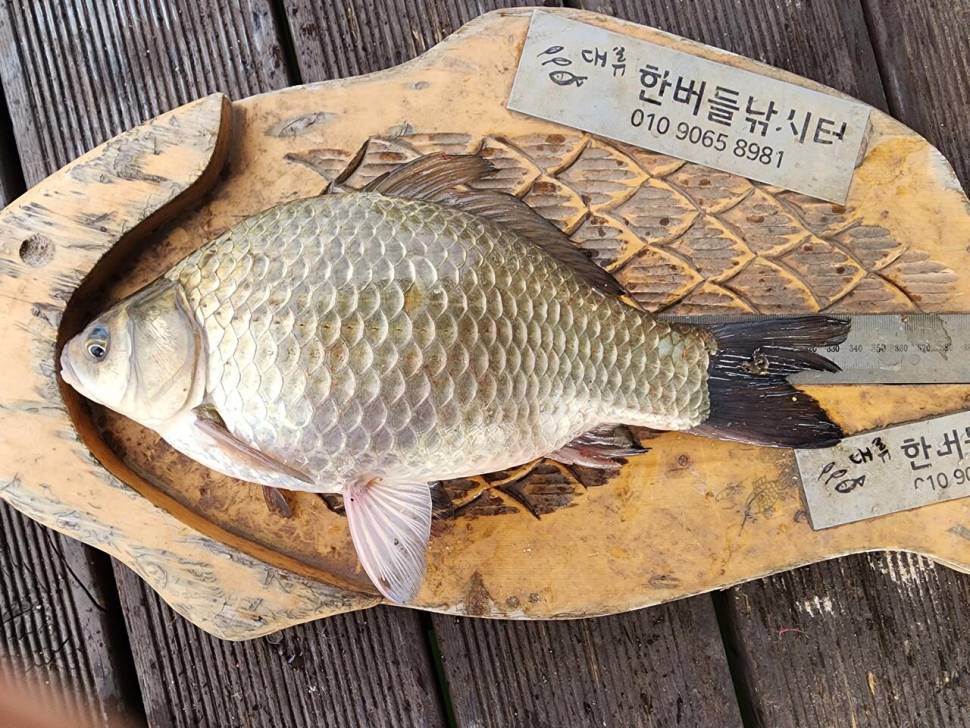 청풍 한버들 허릿급 조황입니다 (조황조행기 - 충주호조황속보)
