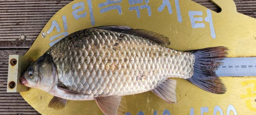 실리곡낚시터 조황입니다 (조황조행기 - 충주호조황속보)