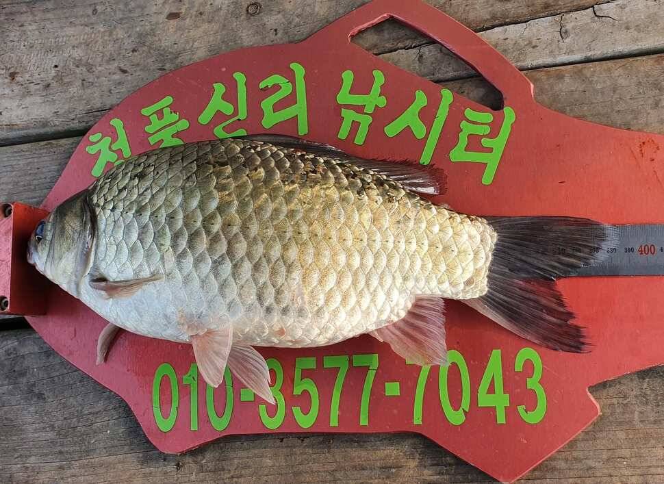 청풍신리낚시터 허리급입니다 (조황조행기 - 충주호조황속보)