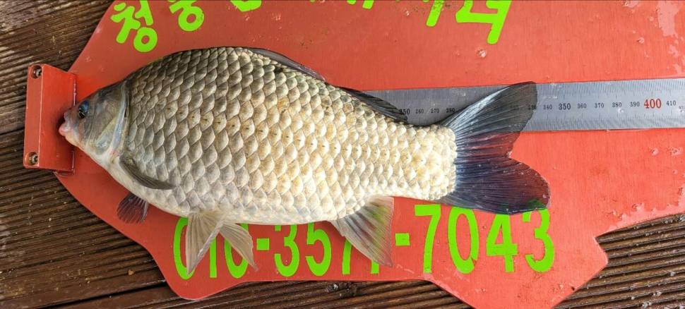청풍신리낚시터 44cm4짜외 허리급입니다 (조황조행기 - 충주호조황속보)