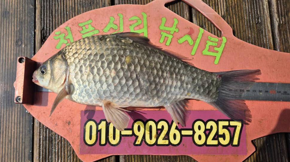 청풍신리낚시터 주말조황입니다 (조황조행기 - 충주호조황속보)