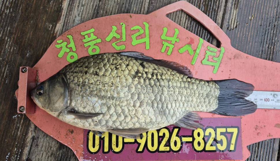 청풍신리낚시터 주말조황 입니다 (조황조행기 - 충주호조황속보)