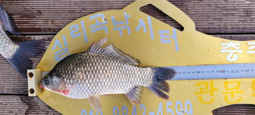 실리곡낚시터 허리급 조황입니다 (조황조행기 - 충주호조황속보)