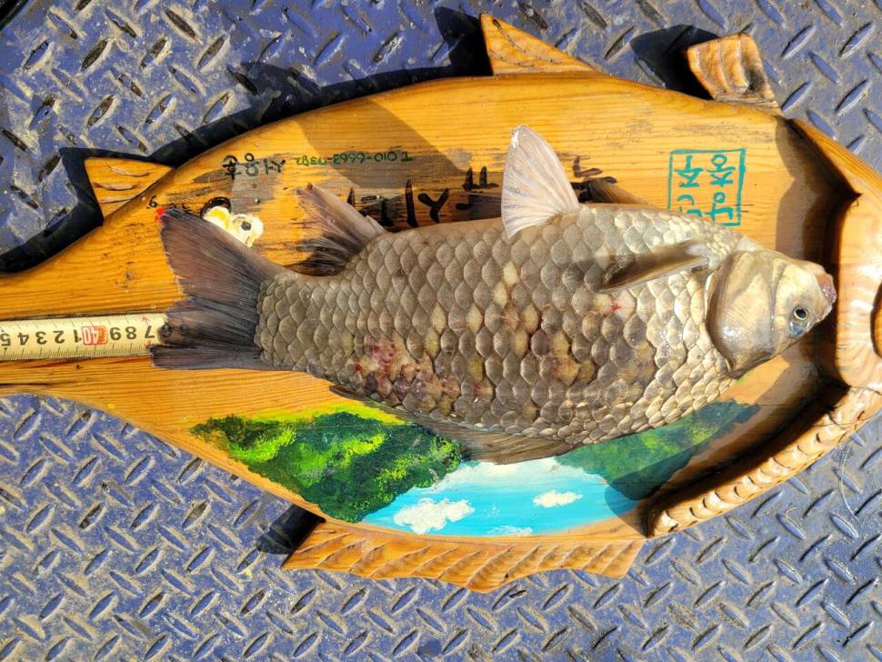 충주호목벌낚시터산란 (조황조행기 - 충주호조황속보)