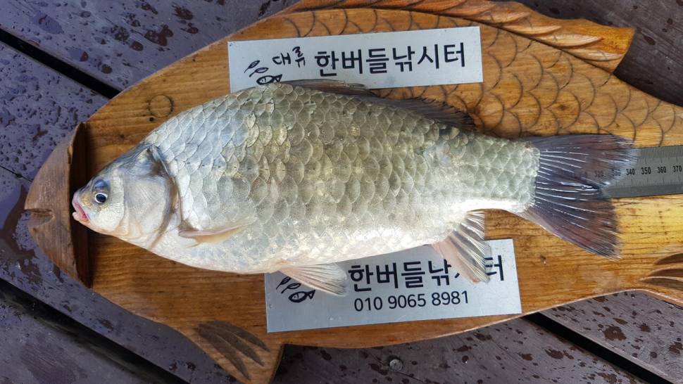 한버들 허릿급 조황입니다 (조황조행기 - 충주호조황속보)