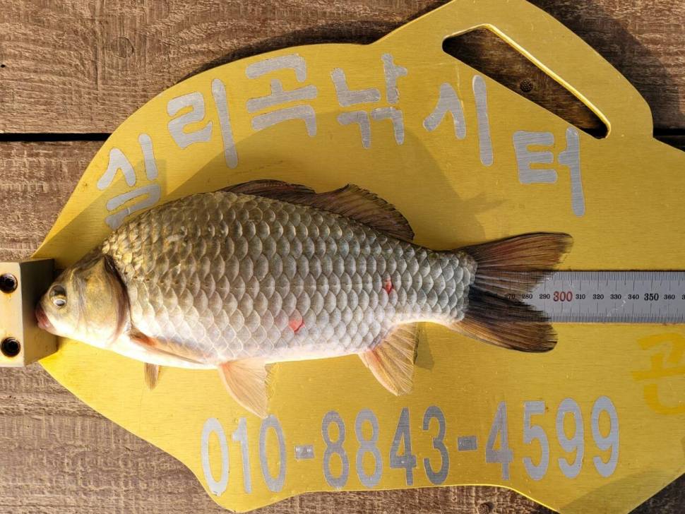 실리곡낚시터 조황입니다 (조황조행기 - 충주호조황속보)