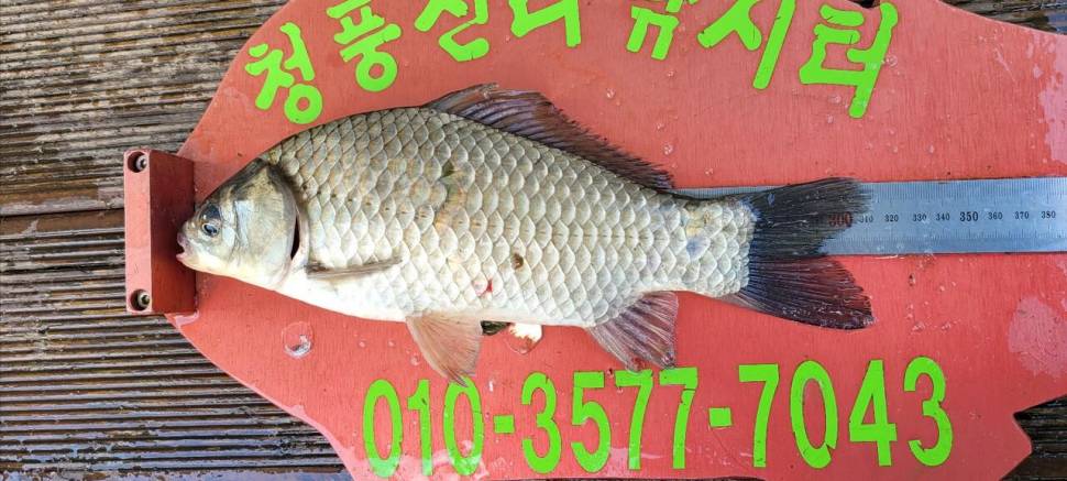 청풍신리낚시터 허리급 조황입니다 (조황조행기 - 충주호조황속보)
