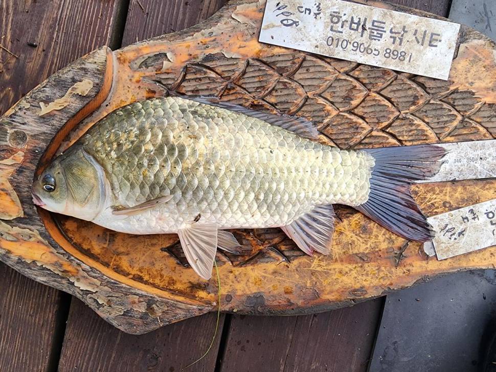 청풍 한버들 4짜4짜4짜및 초대박 조황입니다 (조황조행기 - 충주호조황속보)