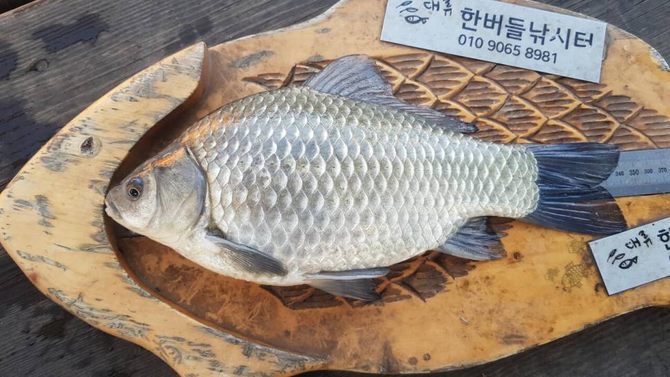 청풍 한버들 허릿급 조황입니다 (조황조행기 - 충주호조황속보)