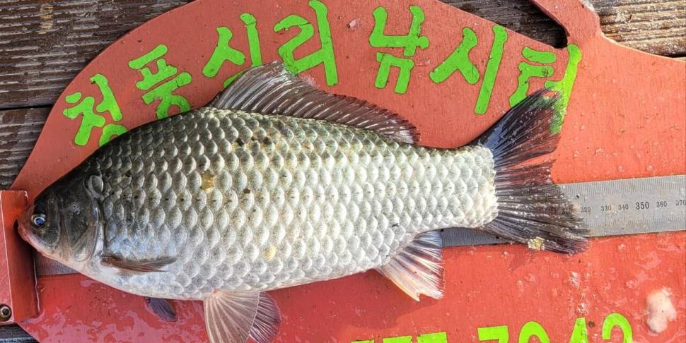 청풍신리낚시터 41cm외 허리급입니다 (조황조행기 - 충주호조황속보)
