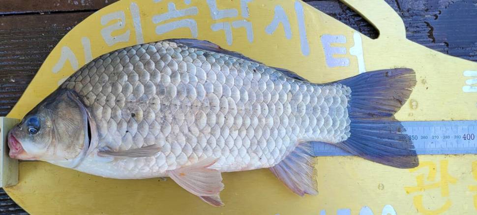 청풍 실리곡낚시터 허리급 4수 조황입니다 (조황조행기 - 충주호조황속보)