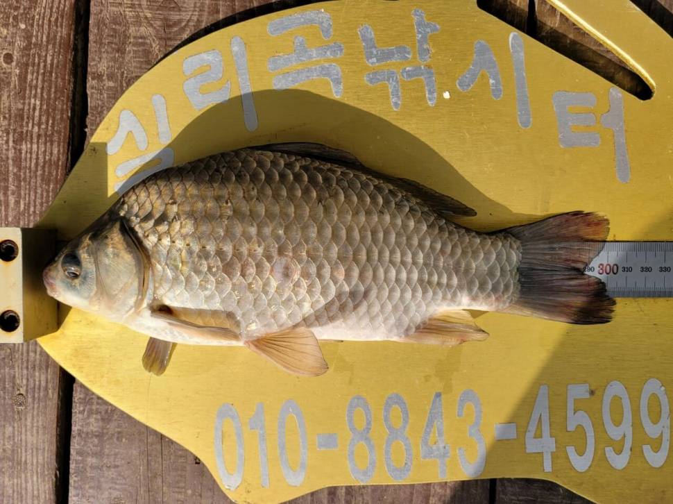 실리곡낚시터 415cm 조황입니다 (조황조행기 - 충주호조황속보)