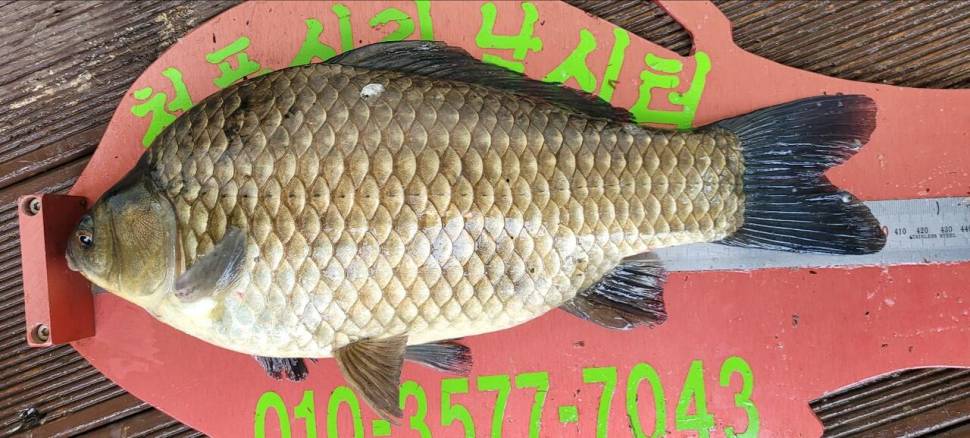 청풍신리낚시터 43cm4짜외 허리급 조황 (조황조행기 - 충주호조황속보)