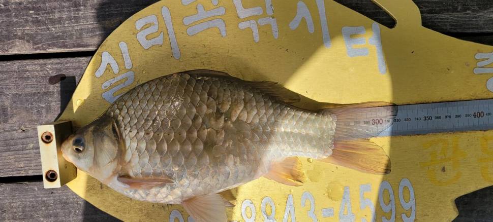 실리곡낚시터 허리급 조황입니다 (조황조행기 - 충주호조황속보)