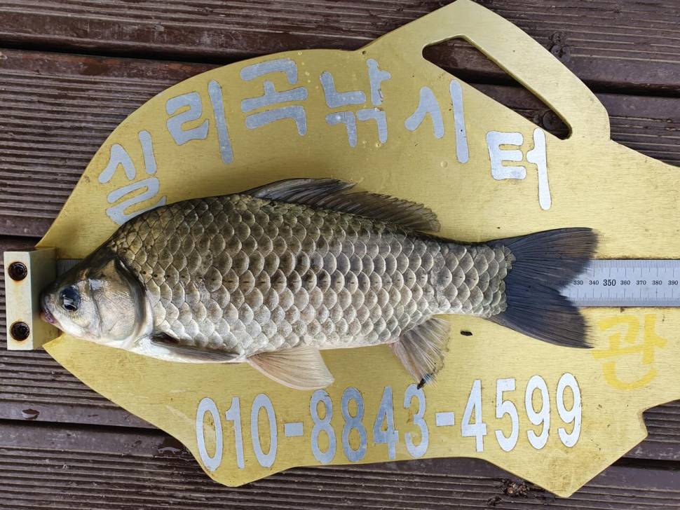 실리곡낚시터 4짜허리급 조황입니다 (조황조행기 - 충주호조황속보)