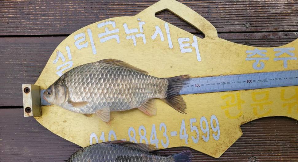 청풍실리곡낚시터 조황입니다 (조황조행기 - 충주호조황속보)