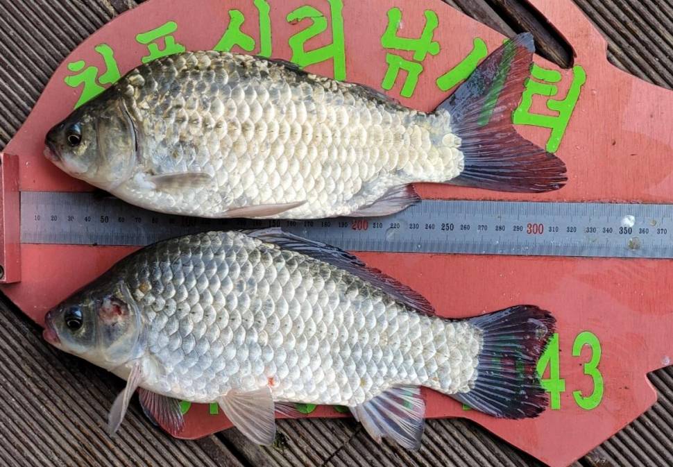 청풍신리낚시터 41cm4짜 조황정보입니다 (조황조행기 - 충주호조황속보)