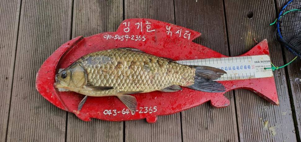 용곡 김기호 낚시터 사짜 마리수 조황 입니다 (조황조행기 - 충주호조황속보)