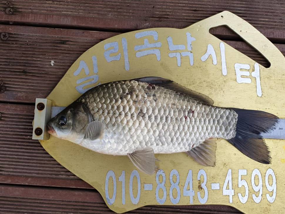 실리곡낚시터 조황입니다 (조황조행기 - 충주호조황속보)